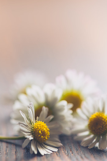 Flowers, Camomile, Macro HD phone wallpaper