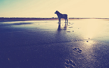 Animals, Sea, Sand, Shore, Bank, Dog, Traces HD wallpaper