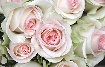 Flowers, Roses, Close-Up, Buds, Tenderness HD wallpaper