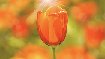 Orange tulip, portrait HD wallpaper