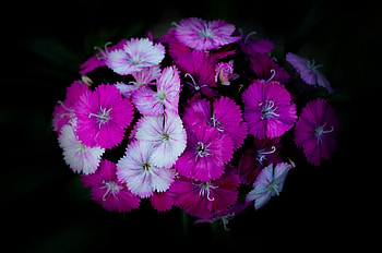 Still Life, purple, beautiful, flower HD wallpaper