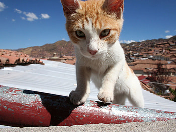 Animals, Cat, Muzzle, Spotted, Spotty, Roof, Sunlight, Climb HD wallpaper