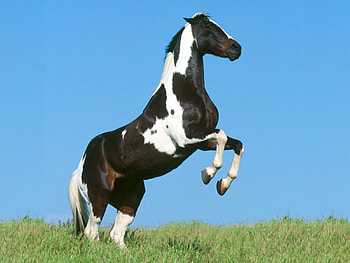 Animals, Grass, Beautiful, Field, Bounce, Jump, Horse HD wallpaper