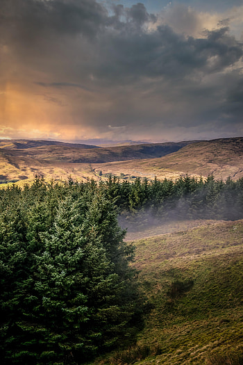 Landscape, Nature, Trees, Hills, View HD phone wallpaper
