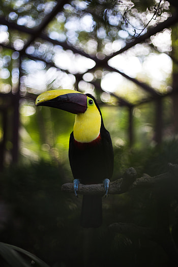Animals, Bird, Beak, Multicolored, Motley, Toucan HD phone wallpaper