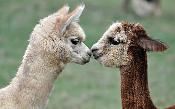 Cute baby llamas, Adorable furry friends, Llamas at their cutest, Little llama love HD wallpaper