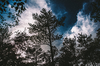 Nature, Trees, Sky, Clouds, Branches HD wallpaper