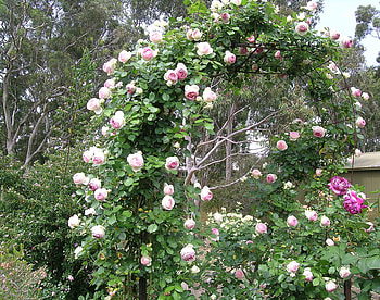 Rose Arch, garden, roses, arch, home HD wallpaper