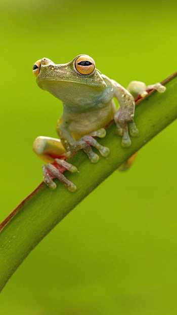 Cute Frog, Green HD phone wallpaper