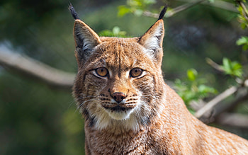 Lynx, animal, nature, cat HD wallpaper