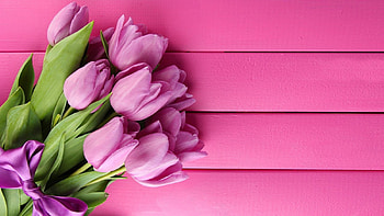 TULIPS, PETALS, LEAVES, PURPLE, STEMS HD wallpaper