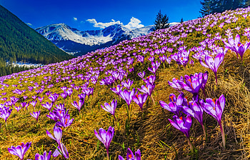 Spring crocuses in mountain scenery, Mountainous, Landscape, Crocuses, Spring HD wallpaper