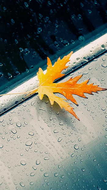 Leaf, Rain HD phone wallpaper