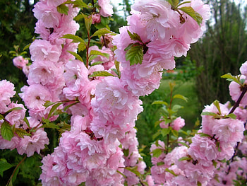 Flowers, Leaves, Bush, Bloom, Flowering, Spring, Mood HD wallpaper