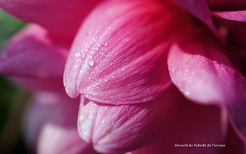 Seasons XIV., softness, graphy, , drops, spring, abstract, close-up, dew, macro, rain, raindrops, seasons, petal, summer, dewdrops, pink, nature, flowers HD wallpaper