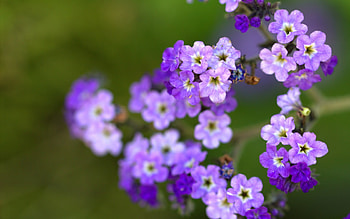 Plants, Flowers HD wallpaper