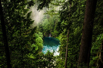 A tranquil forest scene in North Vancouver, showcasing lush greenery and a peaceful riverbend. HD wallpaper
