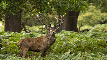 Barbary deer, Wild Animals HD wallpaper