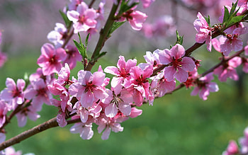 Plants, Flowers, Trees HD wallpaper