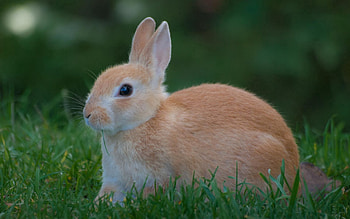 Animals, Grass, Rabbit, Waiting, Expectation HD wallpaper