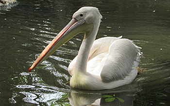 Pelican, animal, bird, water HD wallpaper