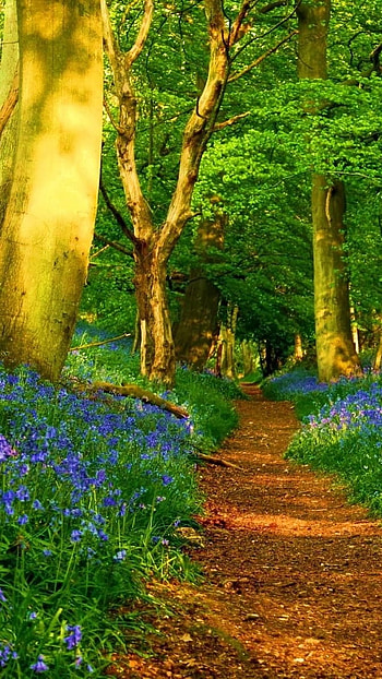 Spring Background, Nature HD phone wallpaper