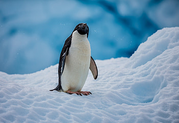 Nature's snow creatures, Ice and snow paradise, and mobile beauty, Breathtaking backgrounds HD wallpaper