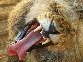 Lion, nature, animals HD wallpaper