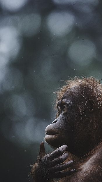 Orangutan, Malaysian wildlife, National Geographic, Traveler's treasure HD phone wallpaper