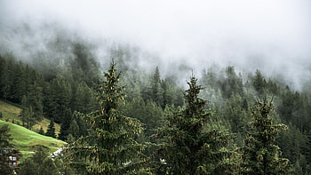 Spruce Trees Forest Mountain Slope With Fog Nature Background Nature HD wallpaper