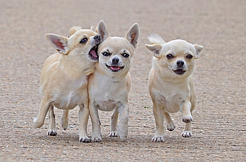 Animals, Dogs, Stroll, Three, Friends, Chihuahua, Comrades HD wallpaper