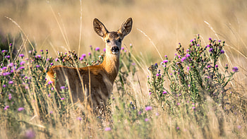 Animals, Young, Wildlife, Animal, Roe Deer, Looks, Roe HD wallpaper