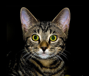 kitten, animals, eyes, nature, pet HD wallpaper