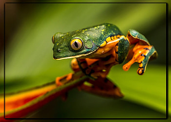 FRAMED FROGS, FROG, NATURE, FRAMED HD wallpaper