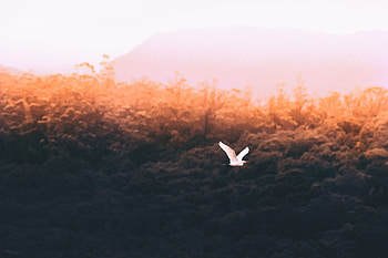 Animals, Bird, Flight, Fly HD wallpaper