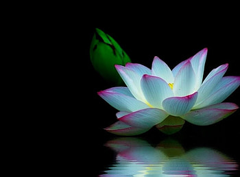 Lotcus Bloom, reflection, flower, lotcus, beautiful, nature, bloom HD wallpaper