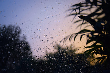 Leaves, Drops, Miscellanea, Miscellaneous, Wet, Branches, Glass HD wallpaper