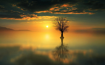 Lonely tree, Scenery, Water, Reflection, Clouds HD wallpaper