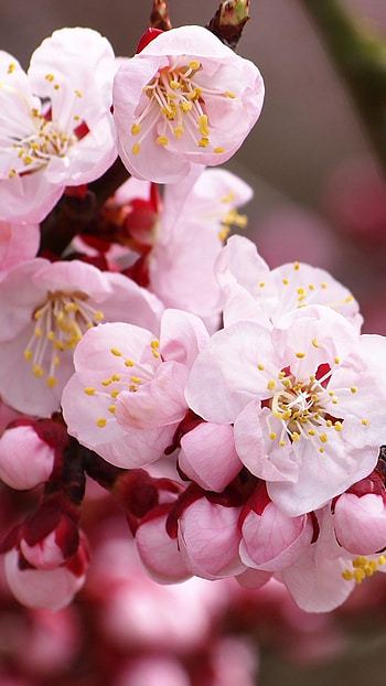 Flowers , Blossom, Pink HD phone wallpaper
