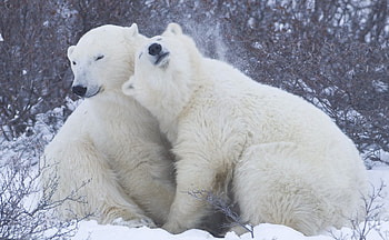 bear love, winter, animal, art, , animal Black, food, , fantasy, bear, love, snow, grizzly, fish, Brown bear, polar bear bear cub HD wallpaper
