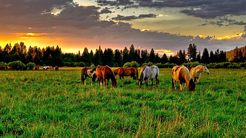 Animals, Horses HD wallpaper