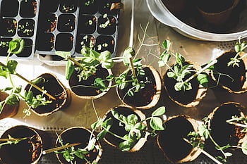 Top view of various seedlings sprouting in biodegradable pots, displayed indoors. HD wallpaper