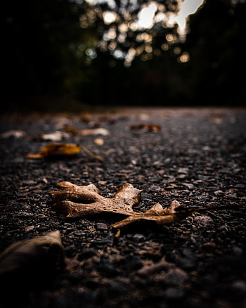 Autumn, Leaves, Macro, Asphalt, Dry HD phone wallpaper
