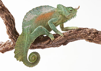 Animals, Color, Reptile, Chameleon, Tail HD wallpaper
