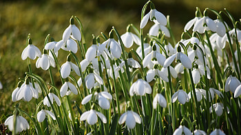 White Snowdrops Flowers Petals Green Leaves Blur Background Flowers HD wallpaper