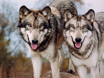 Beautiful Wolves, timber wolves, grey wolves, wolves, animals, nature, majestic wolves HD wallpaper