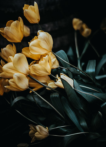 Flowers, Tulips, Bouquet HD phone wallpaper