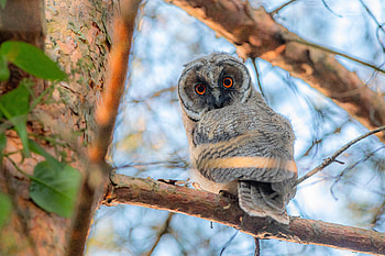 Animals, Owl, Bird, Eyes, Branch, Sight, Opinion, Eagle Owl HD wallpaper