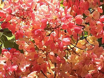 Rainbow Shower Tree, shower, rainbow, flower, tree HD wallpaper
