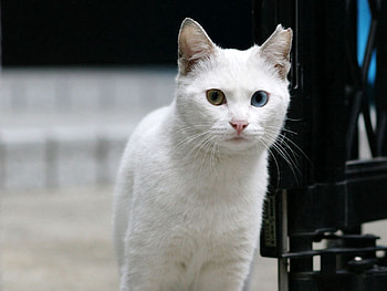 Animals, Cat, Sight, Opinion HD wallpaper